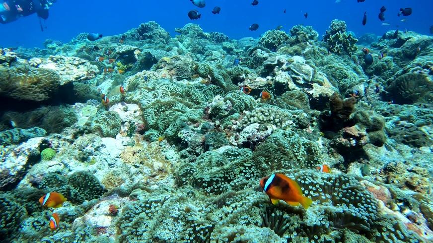 A group photo of divers underwater.