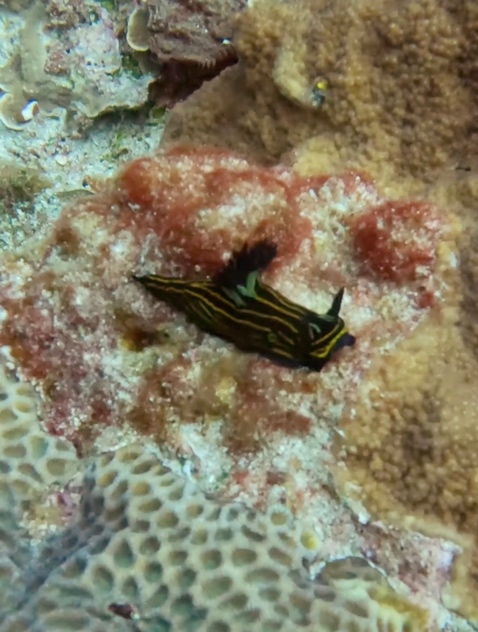 A nudibranch.