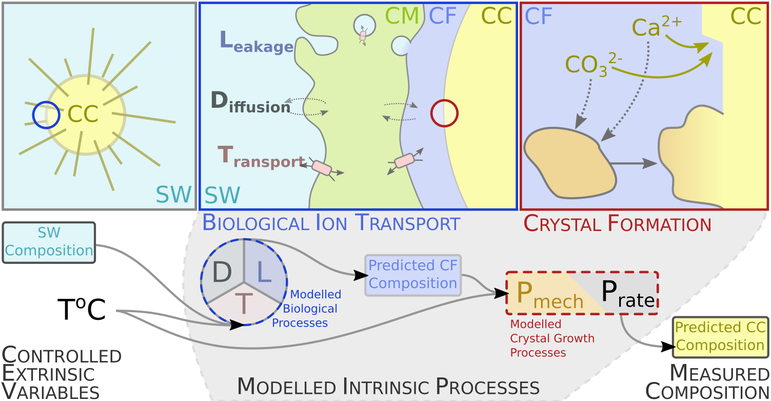 A schematic of our modelling approach.